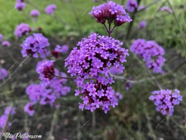 Photo Verveine de Buenos Aires : De belles fleurs mauves dans le jardin de mon père 😍 Mais alors, comment elles s’appellent..? 🤔😬 Il s’agit de Verveine de Buenos Aires.c, Fleurs mauves, Verveine de Buenos Aires