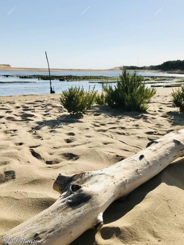 Photo Le Veillon : Le Veillon à Talmont-Saint-Hilaire.c, Le Veillon, Talmont-Saint-Hilaire, Dune, Bois Flotté