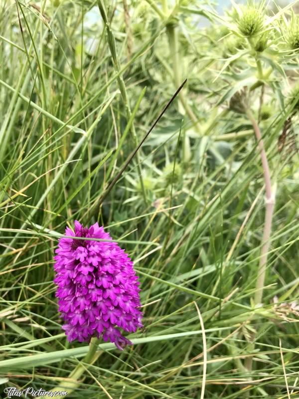 Photo Orchidée sauvage : Belle Orchidée sauvage au milieu des chardons de mer dans le Finistère 😍c, Orchidée sauvage, fleur