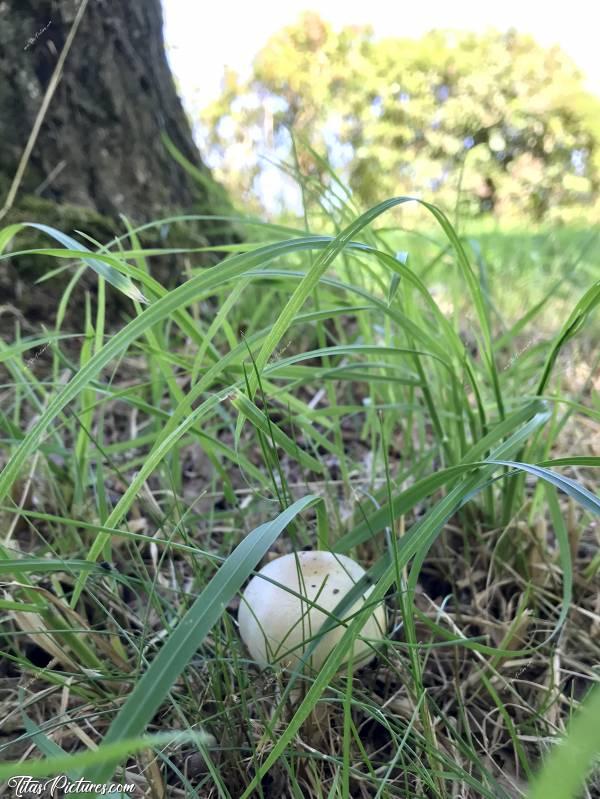 Photo Petit Champignon 🍄 : Photo prise le 24 juin sur une aire de repos proche de Rennes. Il s’est pas un peu trompé de saison ce petit ? 🤔😅c, Champignon