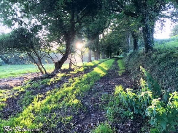 Photo Plougar : Chemin de campagne par lequel, petite, j’ai souvent rentré les vaches du champ pour la traite. Mais à l’époque y’avait qu’un ou 2 chênes sur la gauche et donc pas d’herbe. Que de la terre et des gros cailloux. 
Un jour, avec mon père, on a planté des érables le long de ce chemin. 
Et voici le résultat un peu plus de 30 ans après 😍c, Plougar, Tronjoly, campagne