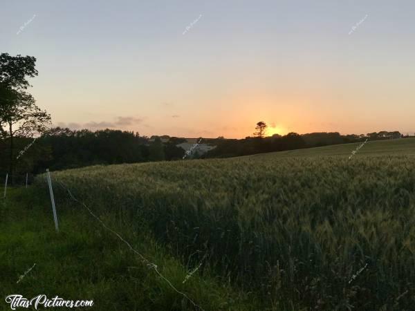 Photo Plougar : Coucher de soleil sur un champ d’orge dans la campagne de mon enfance..c, Plougar, coucher de soleil, orge, campagne