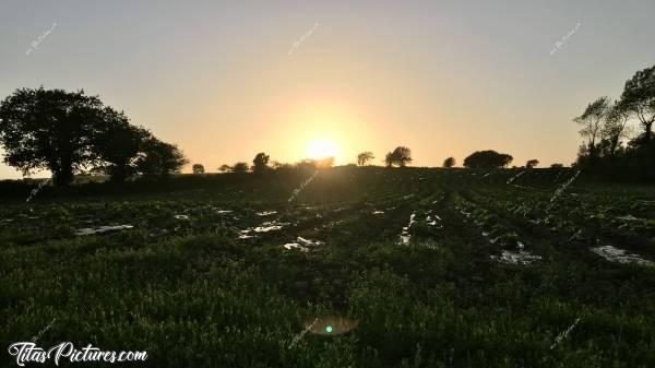 Photo Plouzévédé : Coucher de soleil sur la campagne de Plouzévédé. Je sais plus si c’est un champ de Courgettes ou de Potimarrons.. 😅c, Coucher de soleil, campagne