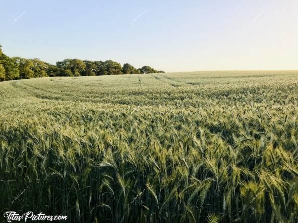 Photo Champ d’Orge : Coucher de soleil sur un champ d’orge dans la campagne de mon enfance..c, Champ d’Orge