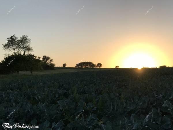 Photo Plouzévédé : Coucher de soleil sur un champ de Brocolis. Un peu sombre peut-être..😬c, Coucher de soleil, Campagne, Brocolis