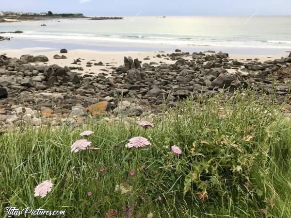 Photo L’Anse du Guillec : La Pointe de l’Anse du Guillec à Plougoulm avec le port de Moguériec sur la Gauche.c, Anse du Guillec, Plougoulm, mer, rochers