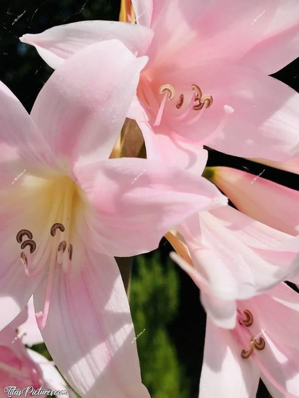 Photo Amaryllis rose pâle : Gros plan sur un bel Amaryllis rose pâle 😍c, Amaryllis, fleur