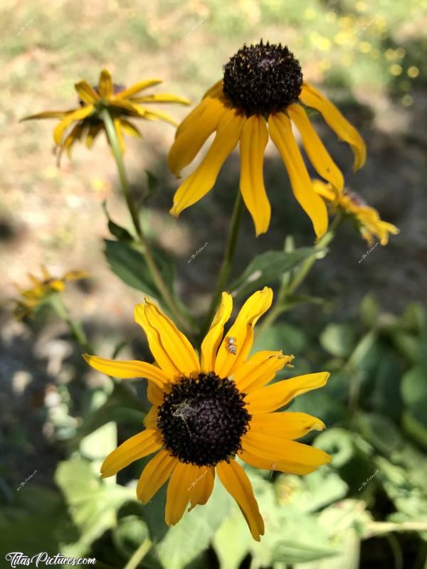 Photo Fleurs orangées : Cherchez bien.. Y’a un petit être vivant sur cette photo.. Mais quoi ?🤔😉😄
Sinon, quel est le nom de cette fleur? J’ai trouvé : Échinacée Rudbeckia 'Goldsturm'. Les experts en fleurs confirment ? 🤔😅c, Fleurs orangées