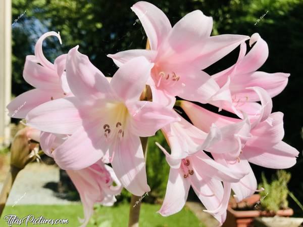 Photo Amaryllis rose pâle : Un bel Amaryllis rose pâle en fleurs 😍c, Amaryllis