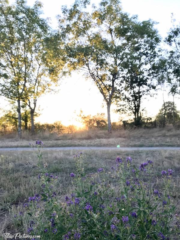 Photo Coucher de soleil : Coucher de soleil sur la Nature au Lac de Ribou à Cholet.c, Coucher de soleil, fleurs violettes