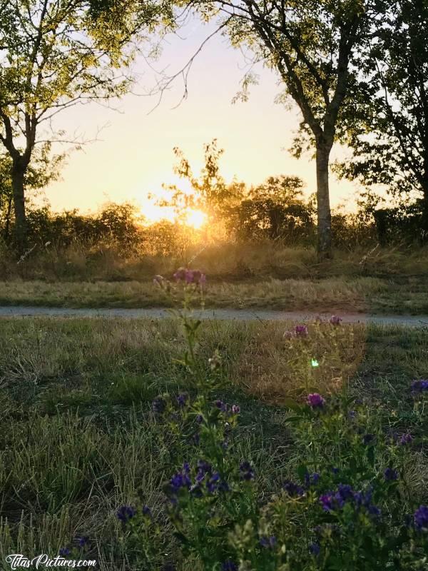 Photo Coucher de soleil : Coucher de soleil sur la Nature au Lac de Ribou à Cholet.c, Coucher de soleil, fleurs violettes