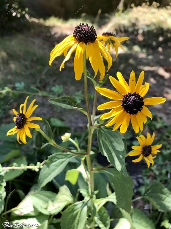 Photo Fleurs orangées : Fleurs orangées appelées Échinacée Rudbeckia 'Goldsturm'.c, Échinacée Rudbeckia 'Goldsturm'