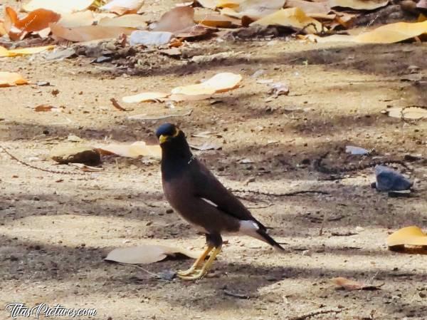 Photo Le Martin : L’équivalent de la Pie en France. Sauf que cet oiseau, très intelligent, est capable de parler ... 
On en voit beaucoup à la Réunion. J’ai adoré les observer 😍c, Martin, oiseau, la Réunion