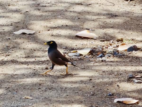 Photo Le Martin : L’équivalent de la Pie en France. Sauf que cet oiseau, très intelligent, est capable de parler ... 
On en voit beaucoup à la Réunion. J’ai adoré les observer 😍c, Martin, oiseau, la Réunion