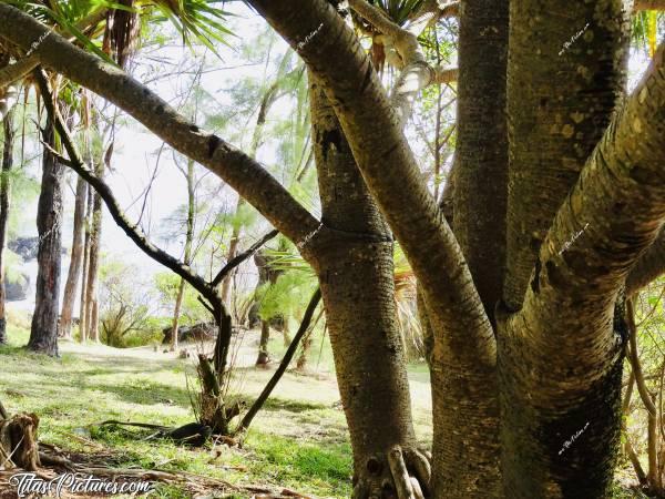 Photo Le Vacoa : Le Vacoa ou Arbre à Pinpin. Il y’en a pleins sur la plage de Grande Anse.
On dirait que les branches vont casser d’un rien si on monte dessus 🧐 Mais je n’ai pas essayé pour être honnête😅c, Vacoa, Arbre à Pinpin, la Réunion