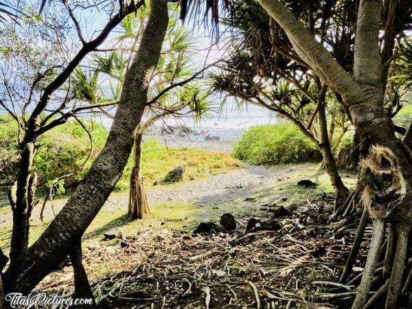 Photo Grande Anse : La plage de Grande Anse au travers de la végétation.c, Grande Anse, Vacoa, racines, La Réunion