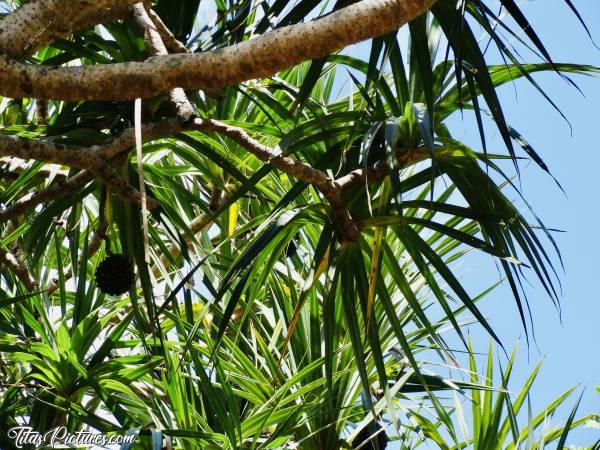 Photo Le Vacoa : Le Vacoa ou arbre à Pinpin.c, Vacoa, la Réunion