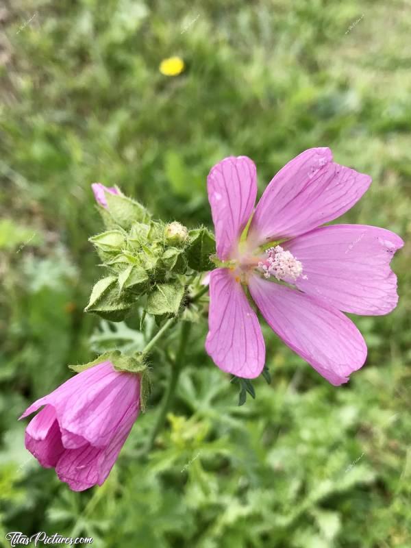 Photo Fleurs roses 🌷 : Fleurs sauvages ou non ?
Aucune idée 😅 Mais je la trouve jolie en tout cas 🥰c, Fleurs roses