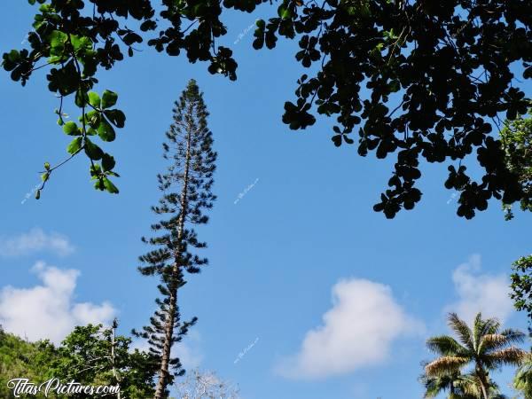 Photo Grand Arbre : Mais quel est ce grand arbre qui domine toute la végétation? 🧐😅
Quelqu’un connaît son nom?c, La Réunion, arbre