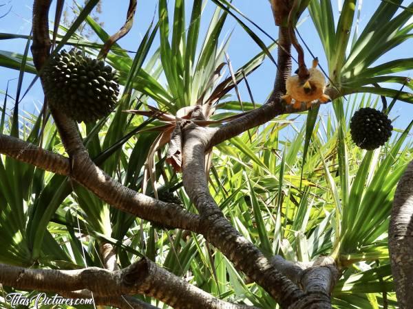 Photo Le Vacoa : Le Vacoa ou Arbre à Pinpinc, La Réunion, Vacoa