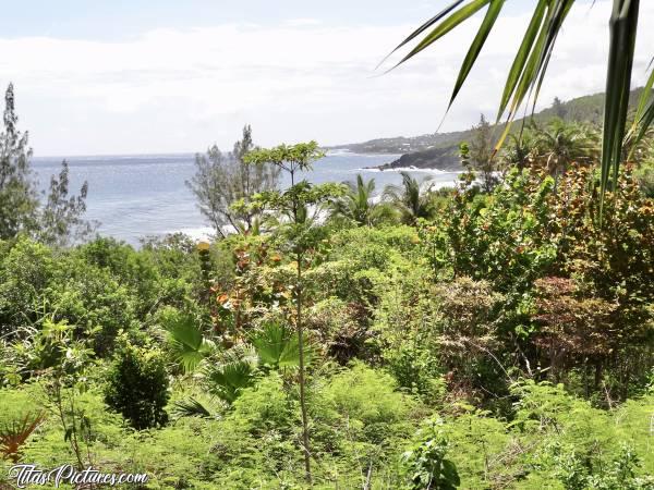 Photo Grande Anse : Petite Randonnée à Grande Anse. Mais quelle végétation luxuriante et variée 😵😍c, La Réunion, Grande Anse