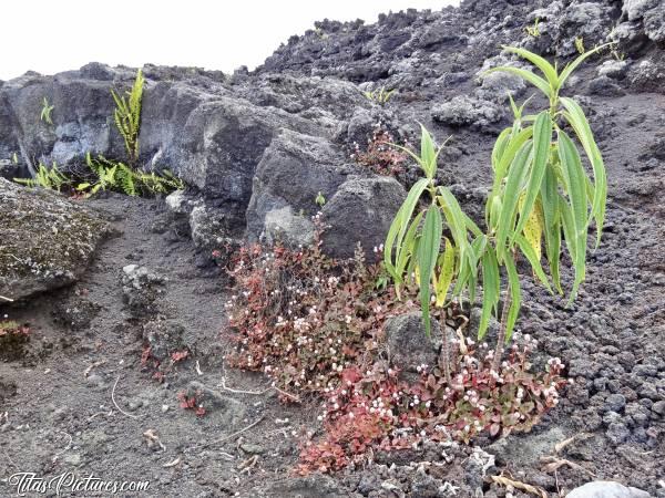 Photo Roches volcaniques : Les plantes ne mettent pas longtemps à repousser au travers de ses roches volcaniques. Impressionnant 😧c, Roches volcaniques, plantes sauvages