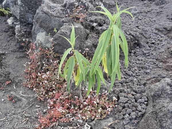 Photo Plantes Sauvages : Les plantes ne mettent pas longtemps à repousser au travers de ses roches volcaniques. Impressionnant 😧c, Plantes sauvages, roches volcaniques