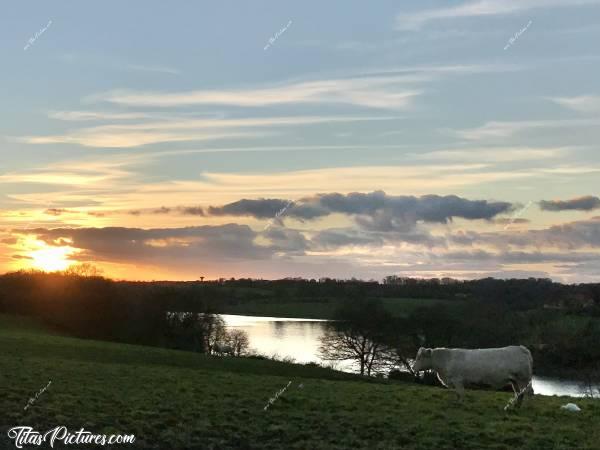 Photo Coucher de soleil : Coucher de soleil sur la Retenue de Rochereau vue des hauteurs. À noter le Héron Garde-Boeufs derrière la vache 😉😍c, Retenue de Rochereau, Coucher de soleil, Charolaise