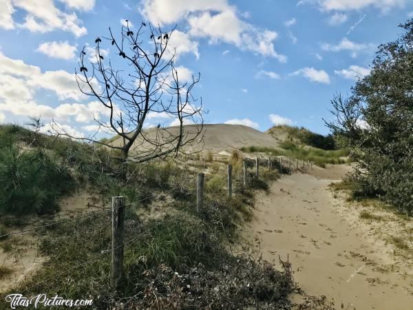 Photo La Plage du Veillon : La Plage du Veillon à Talmont-Saint-Hilaire. La grande dune diminue à vue d’œil 😰 Elle s’écroule dans le Bois d’à côté. Et les arbres qui ne sont pas étouffés par le sable, souffrent car ils ne sont plus protégés des embruns de la mer 😥c, Plage du Veillon, Dune, Bois, sable