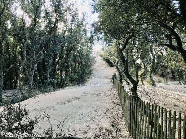 Photo La Plage du Veillon : La Plage du Veillon à Talmont-Saint-Hilaire. La grande Dune s’affaisse et commence à recouvrir les arbres aux alentours 😰😪 Il y avait un beau chemin qui passait par là avant.. Maintenant, on se croirait à la Dune du Pilla vu de ce côté 😅😰c, Plage du Veillon, bois, dune, sable