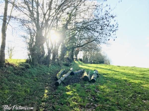 Photo Tas de bois 🪵 : Tas de bois 🪵 dans un champ. 
Pas facile à choisir quelle prise de vue prendre.. 🤔😅c, Tas de bois, champ