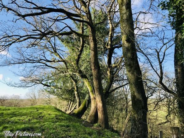 Photo Le Bocage vendéen : Le Bocage vendéen un jour d’hiver assez froid 🥶😅😍 Un autre cadrage de ces beaux arbres 🥰c, Bocage vendéen, arbre, champ