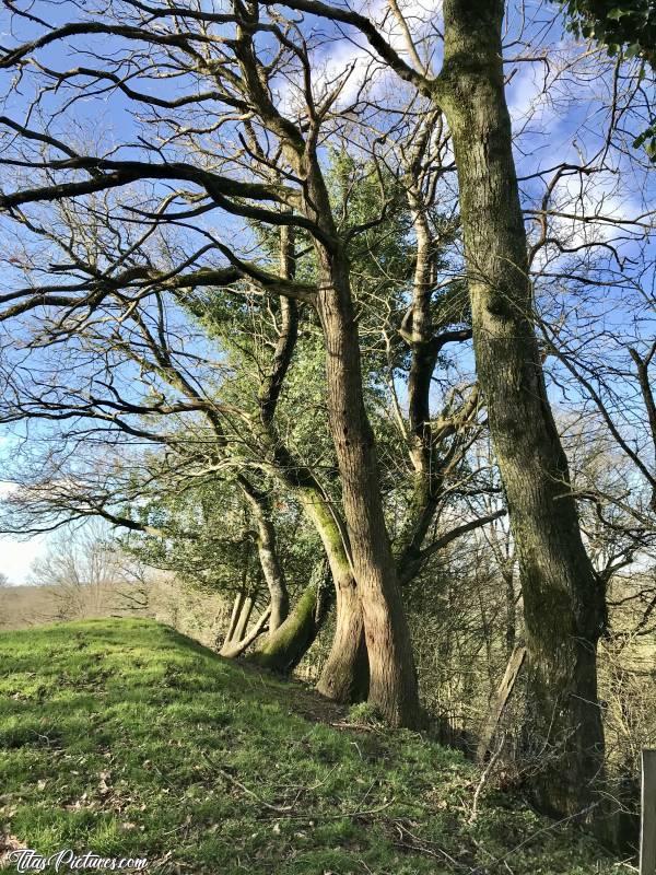 Photo Le Bocage vendéen : Le Bocage vendéen un jour d’hiver assez froid 🥶😅😍c, Bocage vendéen, arbre, champ