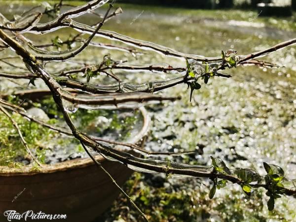 Photo Plante givrée 🪴🥶 : Suite au phénomène de pluies verglaçantes, voici une plante givrée 🪴🥶😅 Elle a pas trop aimé la pauvre 😥 Une grosse branche a cassé net alors qu’elle était en train de bourgeonner 😢c, Plante givrée, glace