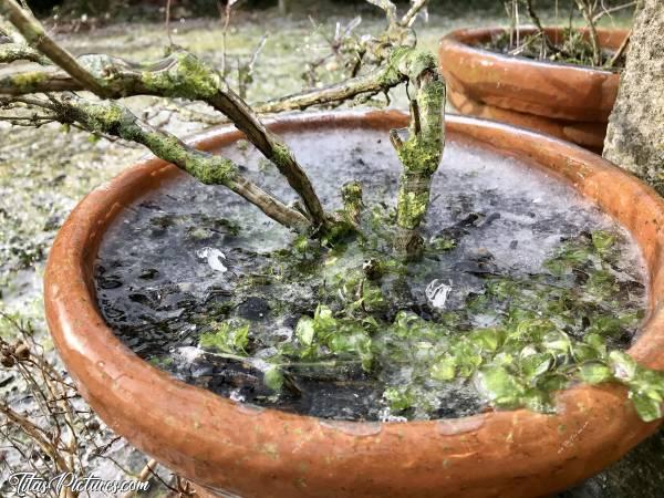 Photo Plante givrée 🪴🥶 : Suite au phénomène de pluies verglaçantes, voici une plante givrée 🪴🥶😅 Elle a pas trop aimé la pauvre 😥 Une grosse branche a cassé net alors qu’elle était en train de bourgeonner 😢c, 