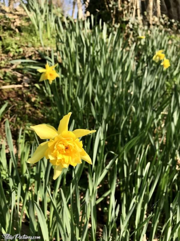 Photo Jonquilles : Ça y’est ! 
Bientôt le Printemps 🤗🥳
Jonquilles ou Narcisses ? 🧐 Suis pas sure..😅c, Jonquilles jaunes