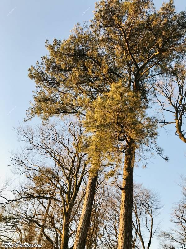 Photo Le Bois de la Folie : Le Bois de la Folie à Pouzauges. 
Quand je vois ces grands Pins, ça me fait penser à la mer, aux côtes vendéennes, à la forêt des Landes..
Pas vous?c, Bois de la Folie, Pouzauges, Pin