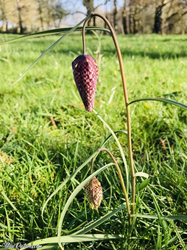 Photo Fritillaires “Damier” : Bourgeons de Fritillaires dans une jolie prairie de Sigournais, en Vendée💐🌺🌸🌷c, Fritillaire, fleur sauvage, prairie, campagne