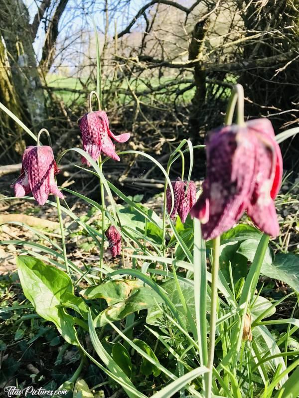 Photo Fritillaires “Damier” : Gros plan sur un groupe de Fritillaires. Elles commencent à passer celles-ci. On le voit aux pétales qui se redressent vers l’extérieur..c, Fritillaire, fleur sauvage, prairie, campagne