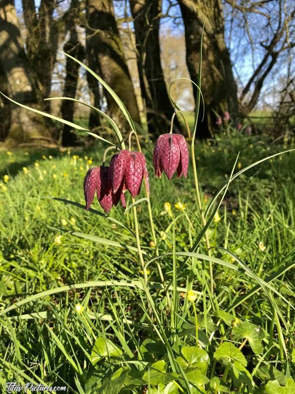 Photo Fritillaires “Damier” : Trio de Fritillaires “Damier” avec troncs d’arbres en arrière-plan. 
Elles sont trop belles je trouve 😍
🌸🌺🌷c, Fritillaire, fleur sauvage, prairie, campagne