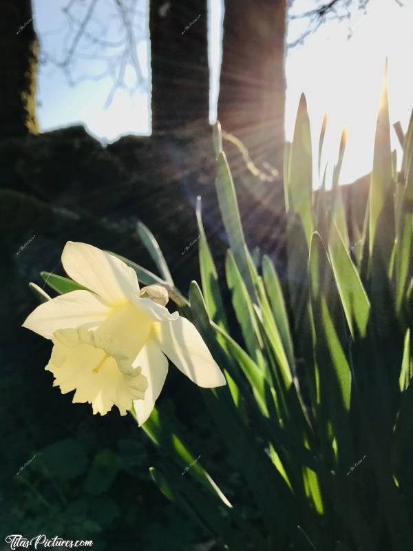 Photo Narcisse Blanc : Belle Jonquille Blanche sous les premiers rayons du soleil 😍🥰
Ou est-ce un Narcisse ?🧐😅 Un connaisseur pourrait confirmer peut-être svp...? 😬😅c, Jonquille blanche, narcisse, fleur