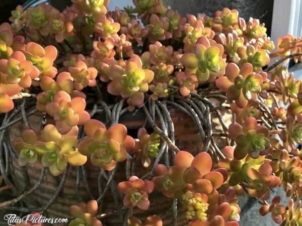 Photo Crassula Ovata Jade : J’adore vraiment cette petite plante grasse 😍🥰 Elle me suit depuis des années dans tous mes déménagements. Très facile à reproduire, change de couleur suivant les saisons, prends des formes différentes suivant qu’elle soit en pot ou en pleine terre et fait de jolies petites fleurs jaunes 😍🥰c, Crassula Ovata Jade, plante grasse extérieur