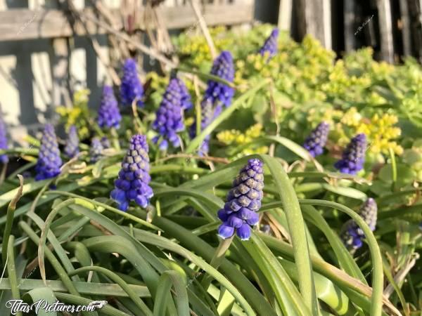 Photo Muscaris : Belles fleurs de Muscaris bleus 😍🥰
Incroyable comment ça se reproduit bien ces petites fleurs 😧 J’en ai plein qui se sont mises à pousser dans mon gravier 😅c, Muscaris bleus, fleurs à bulbes