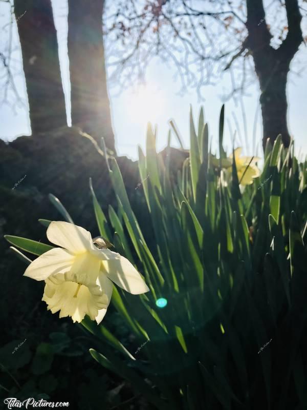 Photo Narcisse Blanc : Beau Narcisse blanc sous les premiers rayons de soleil du Matin  😍🥰c, Narcisse, fleur, tronc d’arbre