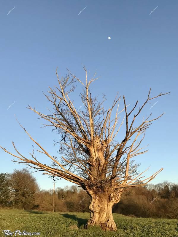 Photo Vieux Chêne : Vieux Chêne très mal en point dans une prairie du Boupère. Il n’est pas encore mort, mais il ne lui reste plus beaucoup de temps le pauvre 😥😢
Je le trouve joliment mis en valeur par cette belle lumière de Soleil couchant et la Lune en arrière-plan.. 🥰
Et si vous regardez bien et avec un peu d’imagination, on voit une Tête de semi-profil en partie basse, avec une grande Oreille 👂 sur la Droite ... 🤔😍🤣c, Vieux Chêne, arbre, prairie