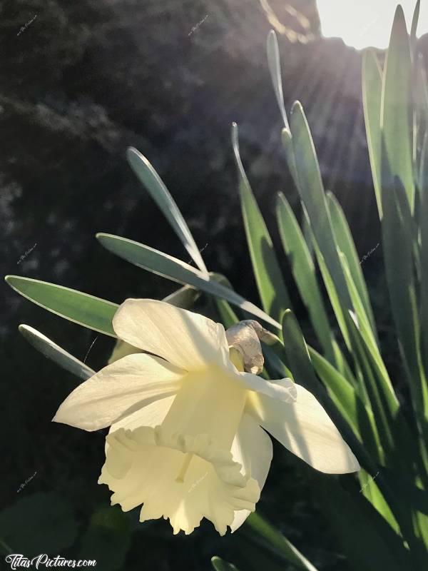 Photo Narcisse Blanc : Beau Narcisse blanc sous les premiers rayons du soleil 😍🥰c, Jonquille Blanche, Narcisse, fleur