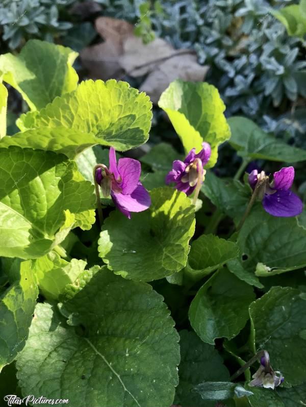 Photo Violettes : Belles petites violettes sous les premiers rayons du soleil. Trop mimies ces petites 😍🥰c, Violettes, fleurs