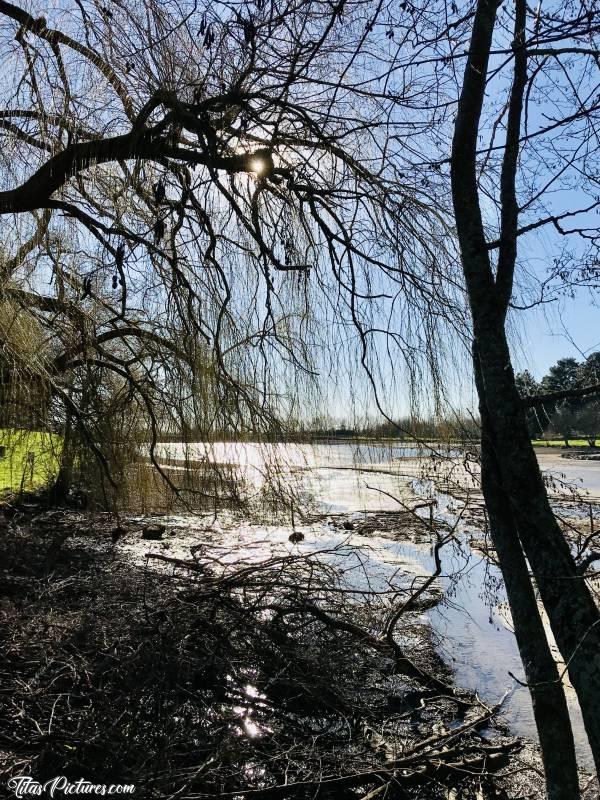 Photo Lac de l’Espérance : Joli jeu d’ombres et de lumières au travers d’un saule pleureur, au Lac de l’Espérance à Pouzauges 😍🥰c, Tita’s Pictures, Lac de l’Espérance, Saule pleureur