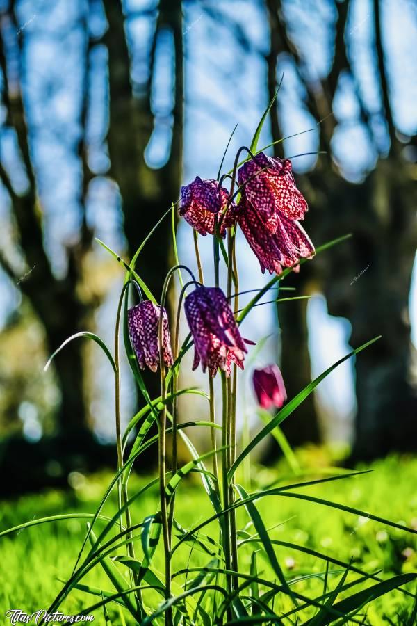 Photo Fritillaires « Damier » : Fritillaires «Damier» aussi dites Fritillaires «Pintade». 
Vraiment trop belles ces petites fleurs sauvages 😍🥰c, Fritillaires, campagne, Têtards, prairie