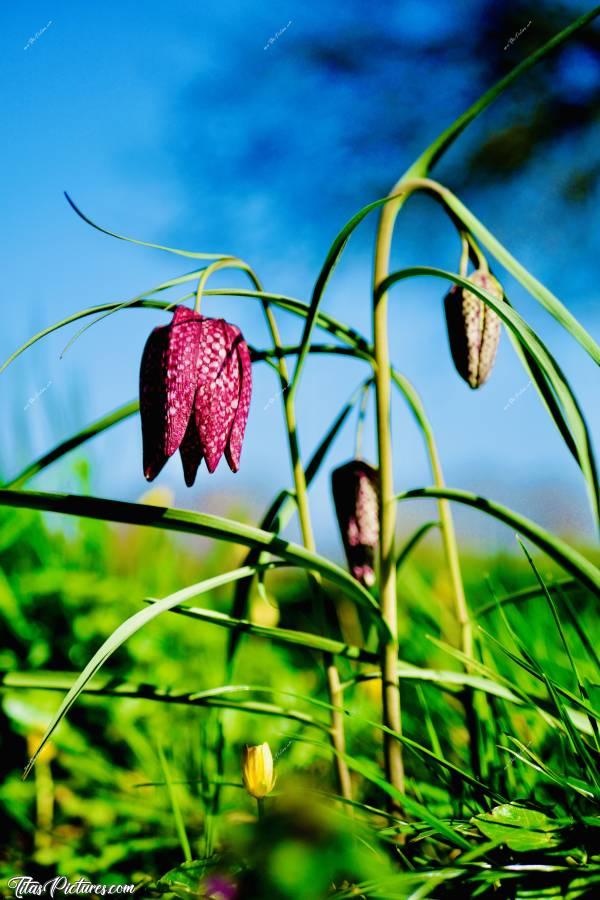 Photo Fritillaires «Damier» : Souvenir de ma Sortie Club photos
du début Printemps. Il faisait très froid 🥶 mais ça valait la peine je trouve 😍🌷🌿c, Fritillaires Damier, fleurs sauvages, prairie, herbes